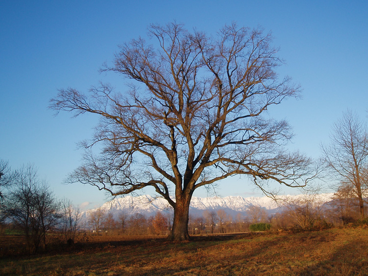 L'albero