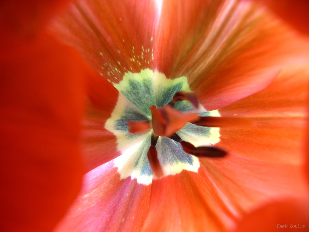 Inside The Tulip