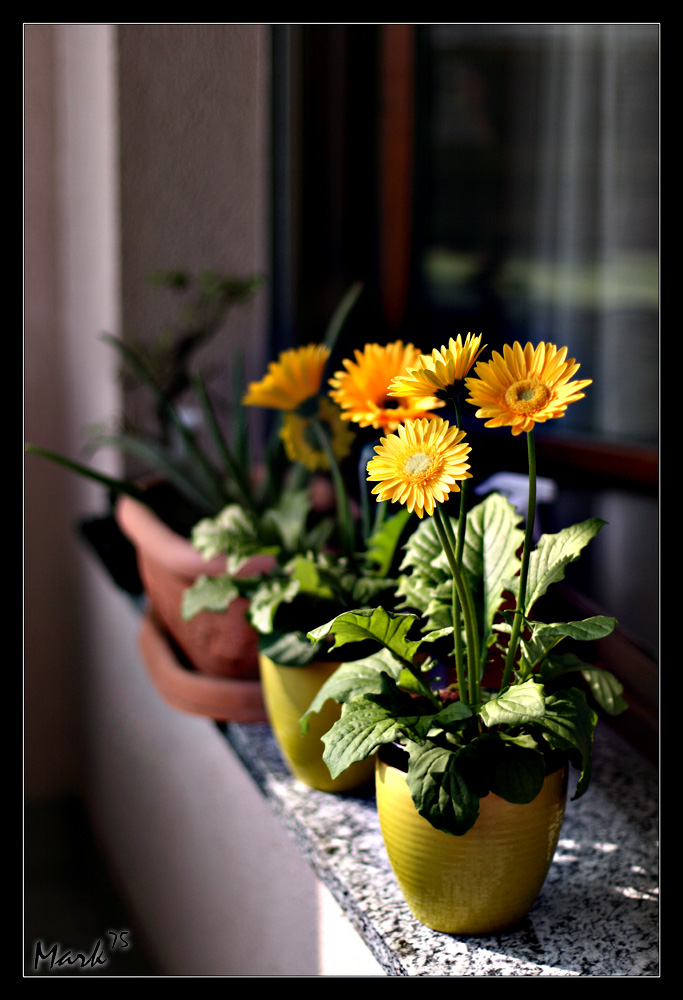 Il primo raggio di sole