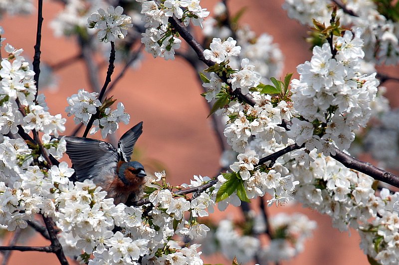 Sveglia, � primavera!