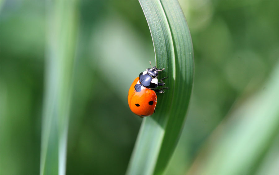 un po di fortuna.....