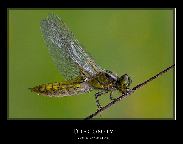Dragonfly