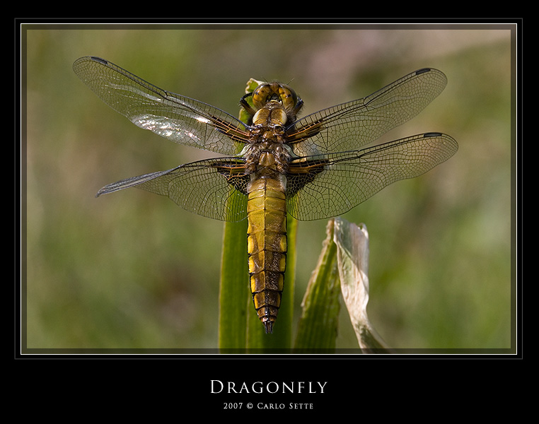 Dragonfly (The Cross)