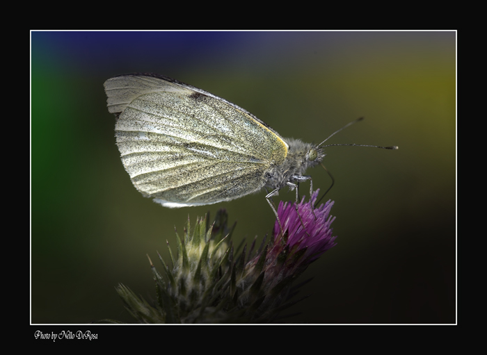 La mia prima farfalla