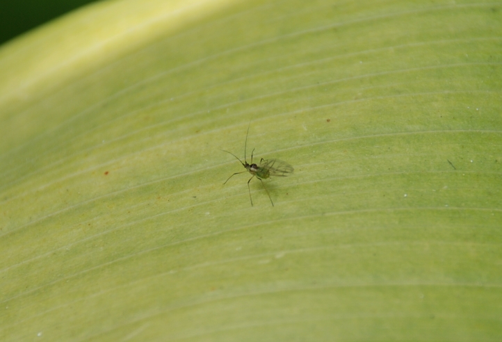 forse troppo piccolo 1mm