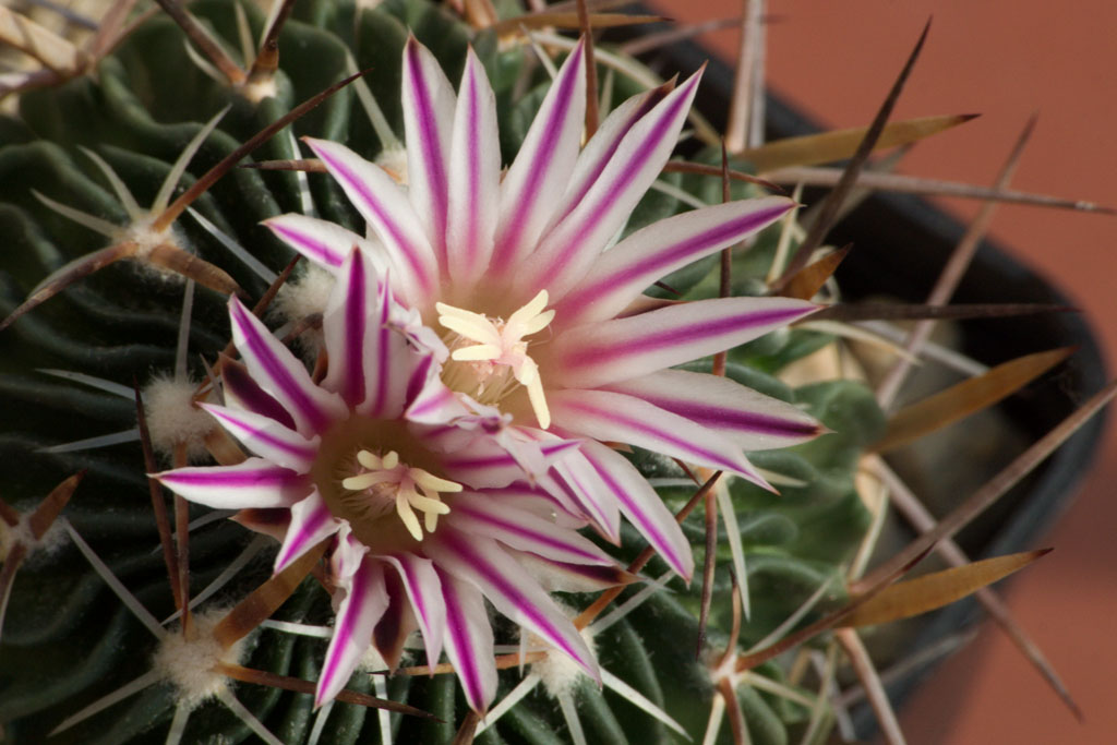 Echinofossulocactus multicostatus 4