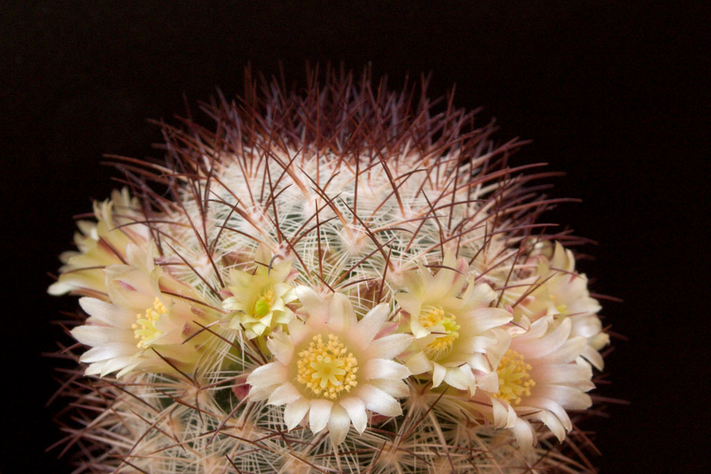 Mammillaria microhelia 1