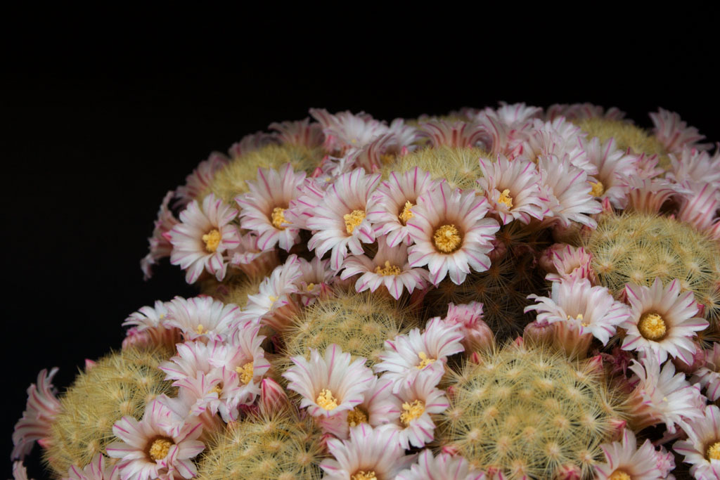 Mammillaria carmenae 2
