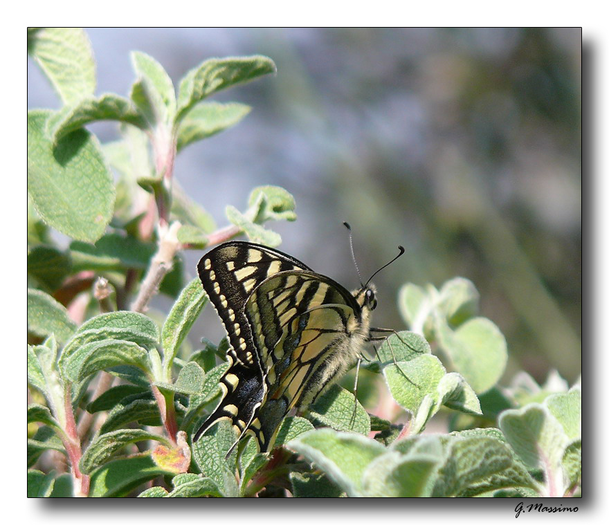 Farfalla Macaon 5