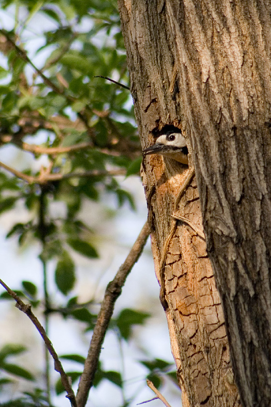 Picchio alla finestra