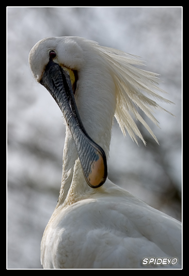 Primo piano di Spatola