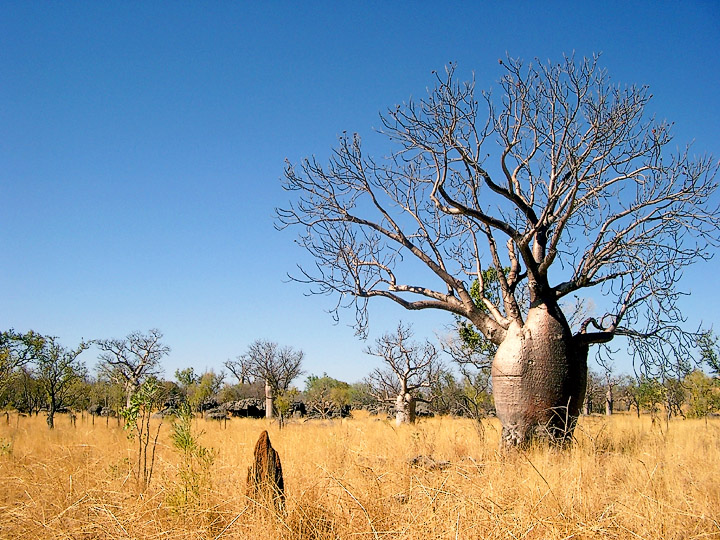 Boab Tree - Gregory National Park - Northern Territory AUS