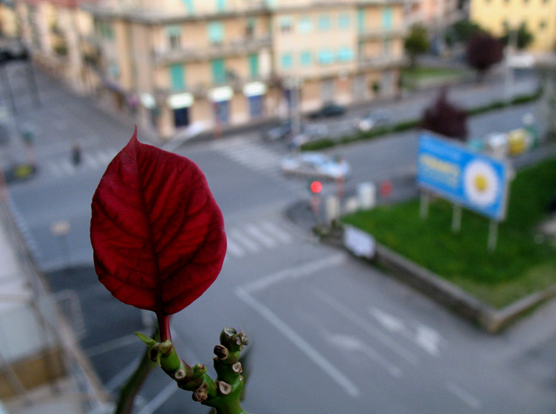 in citta'...la natura e' spoglia...