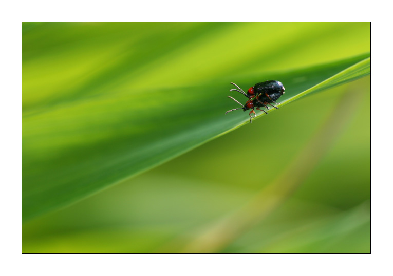 Lo scivolo dell'amore