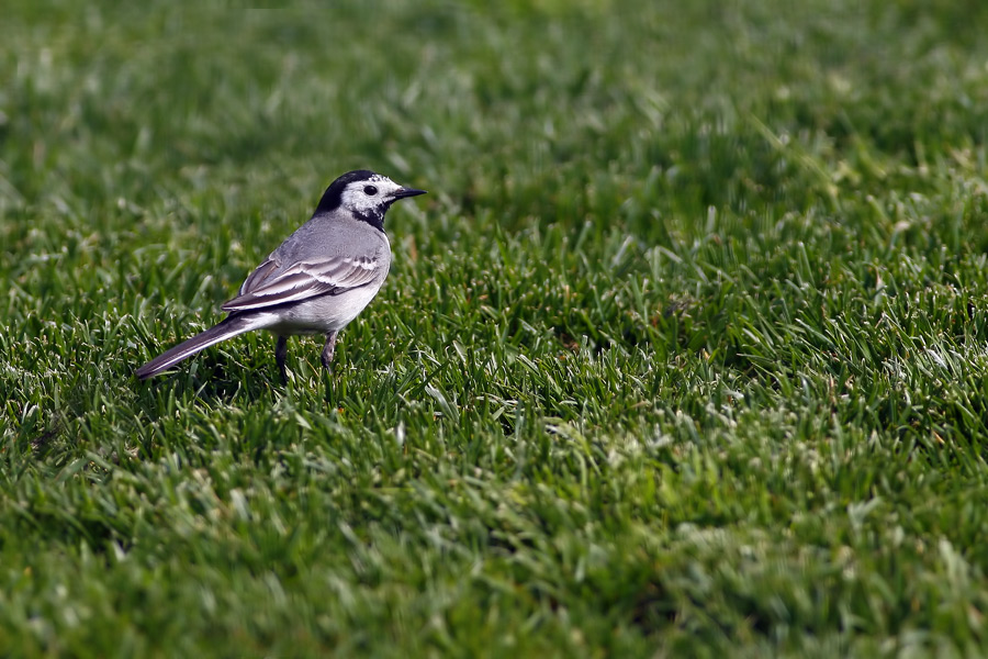 Ballerina Bianca ...