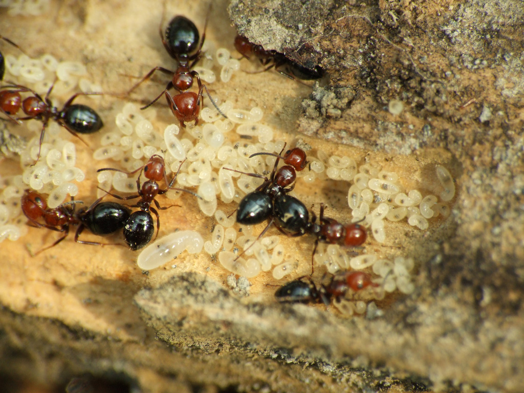 Alla faccia delle formichine ....