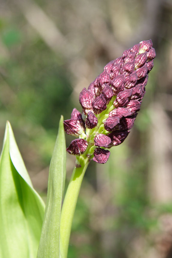 another very strange flower