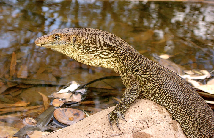Gregory NP Lizard NT