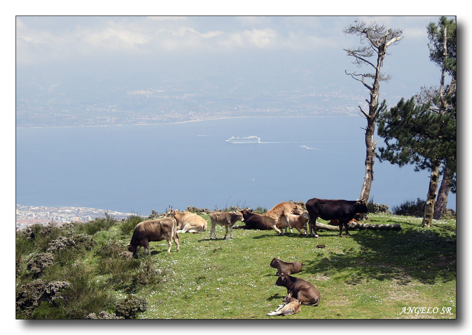 Accoppiarsi in alta quota