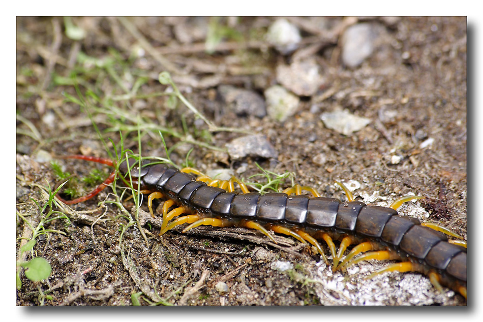 Qualcuno mi s� dire come si chiama?  -SCOLOPENDRA-