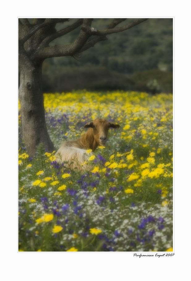 Cosa hai da guardare?