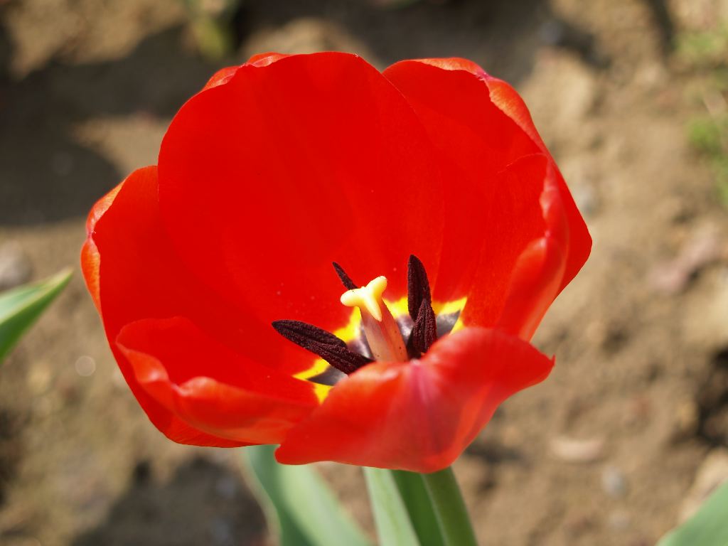 Tulipano