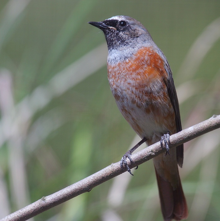 Oasi di sant'alessio