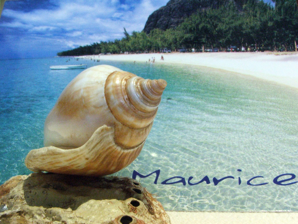 In assenza del mare...Conchiglia con cartolina