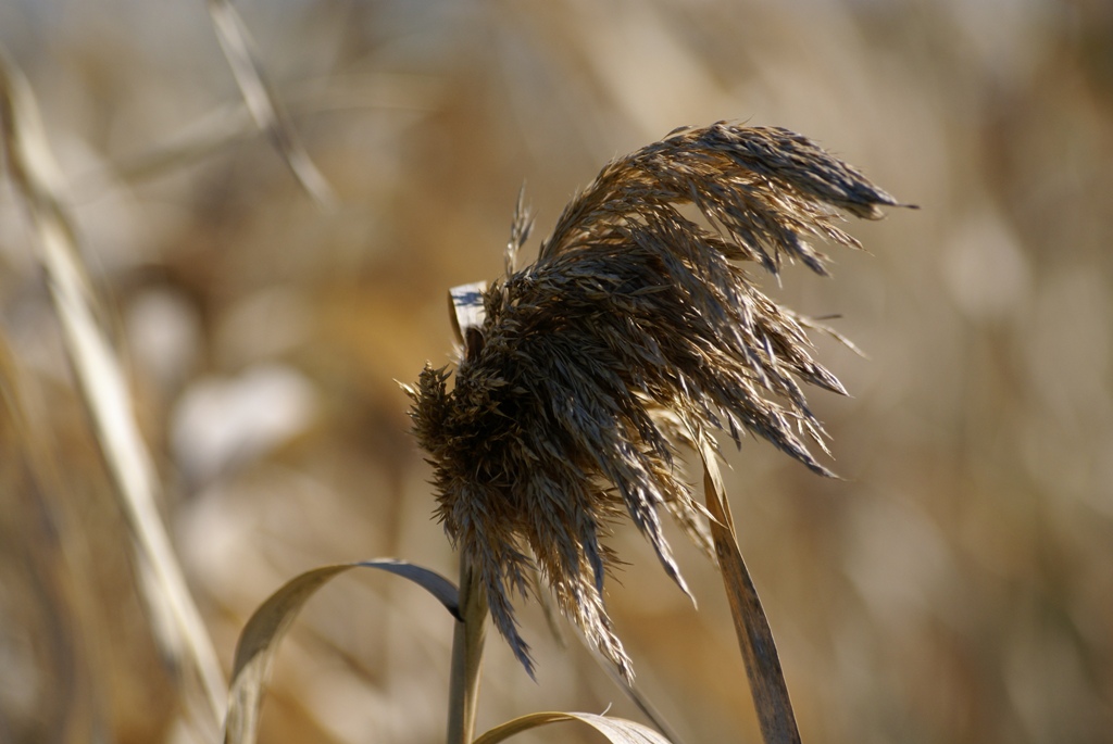 Bella natura da campo