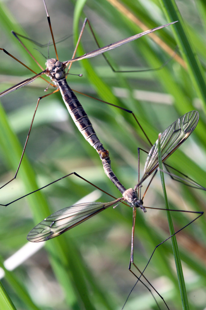 Libellule che si accoppiano????