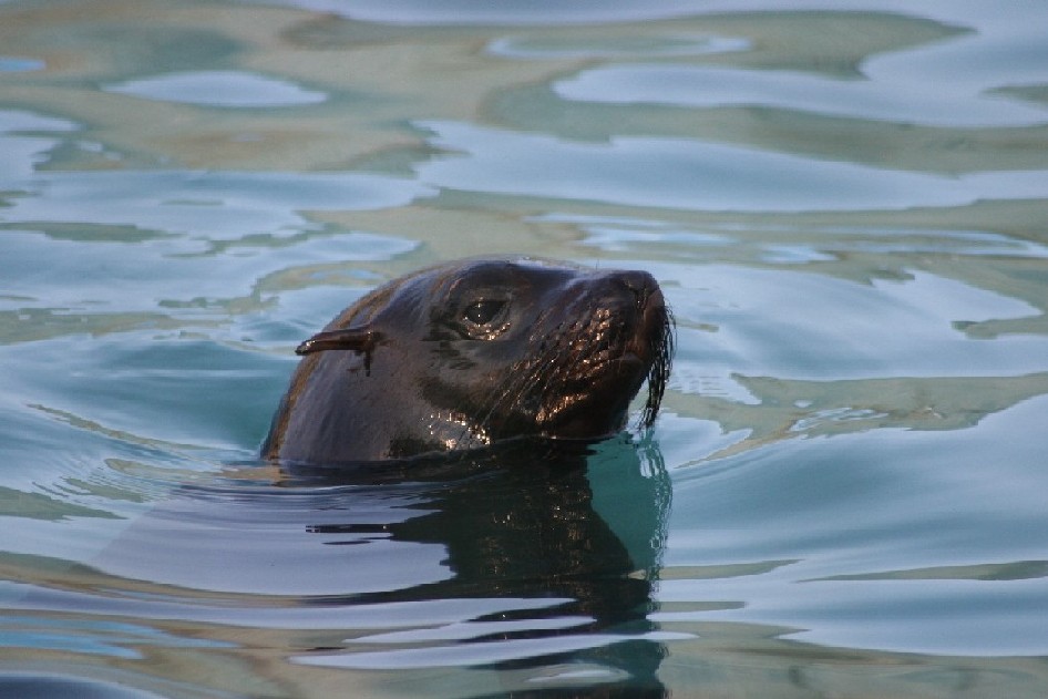 Trilly - zoo lanciano