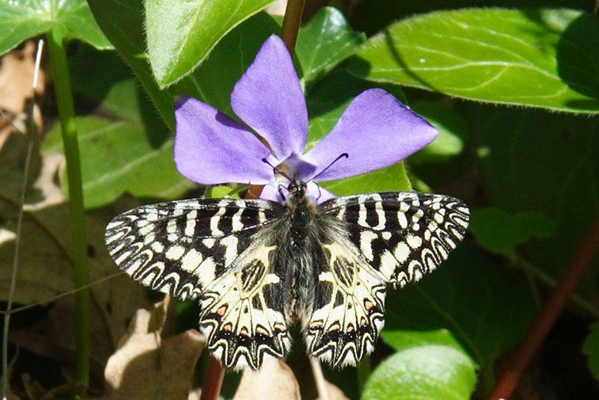 farfalla da classificare