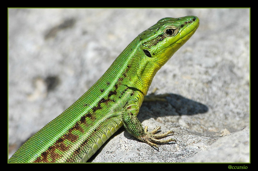 La  lucertola Reportage