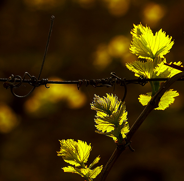 Primavera in Valtenesi