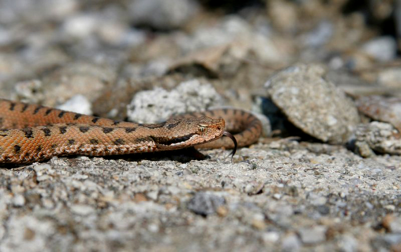 Vipera