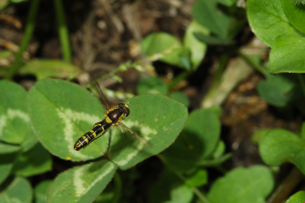 In Volo a Bassa Quota