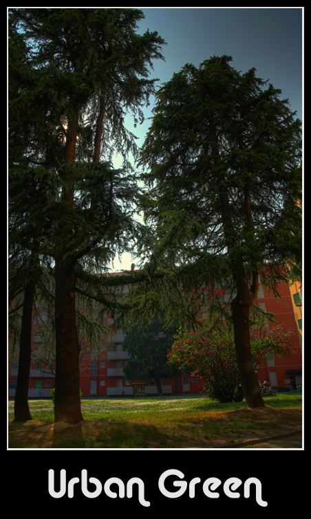 Verde in controluce (HDR)