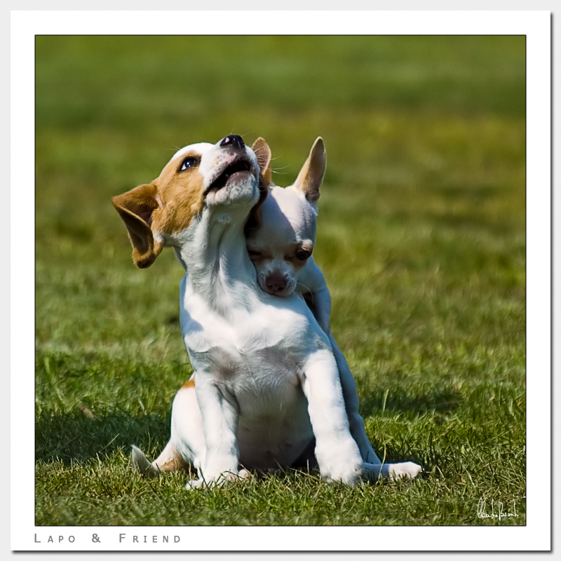 Lapo & Friend