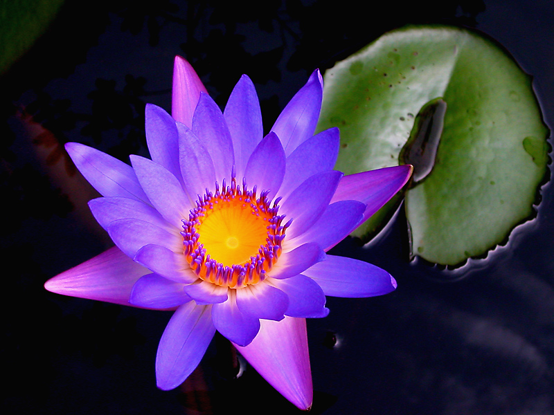 Fiore buddista - Vietnam