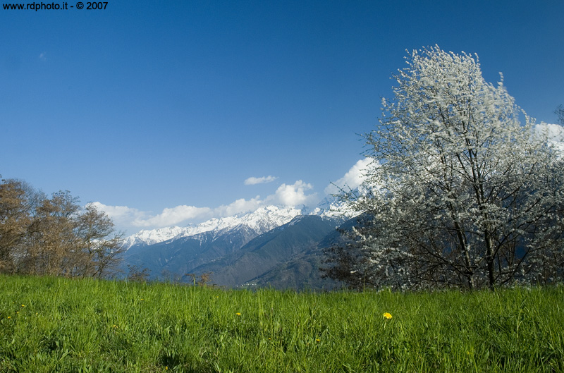 Ciliegio al vento - S.Maria - Montagna in Valtellina