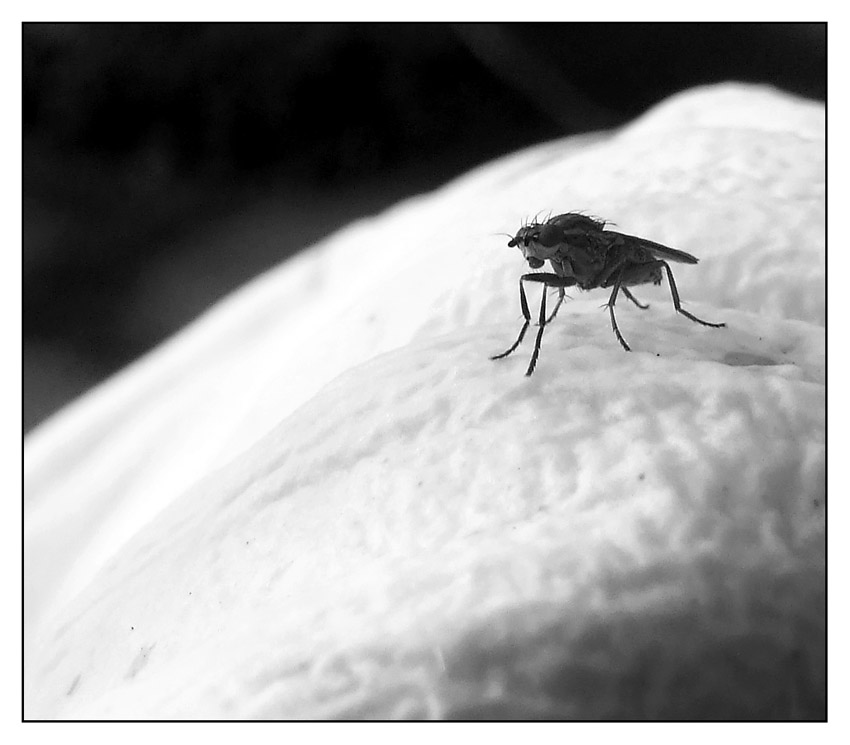 ::: ARMANI O...MOSCHINO? :::