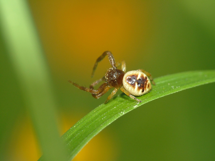 il direttore d'orchestra
