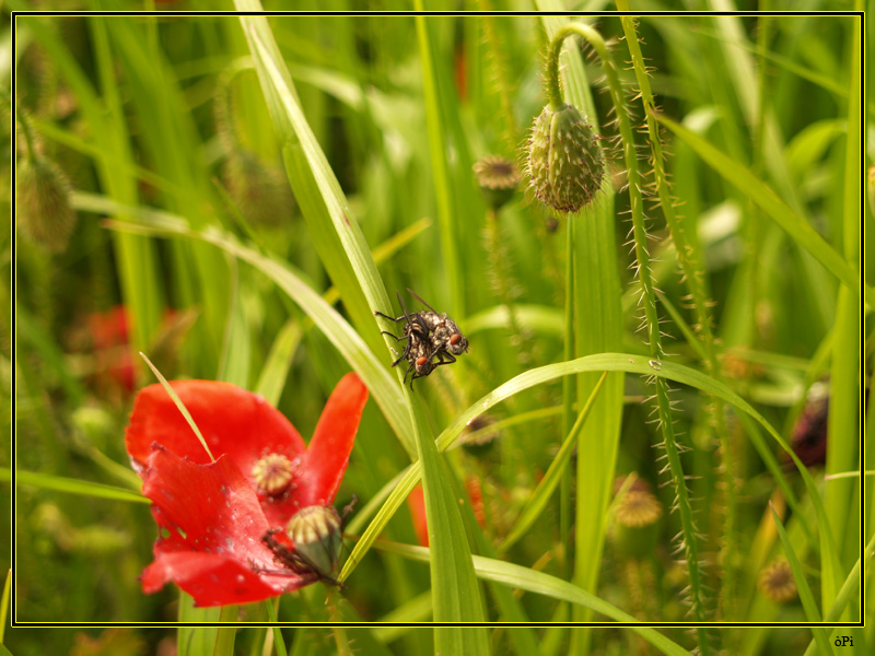 fare all'amore atto secondo