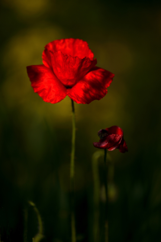 La Bellezza e La Saggezza