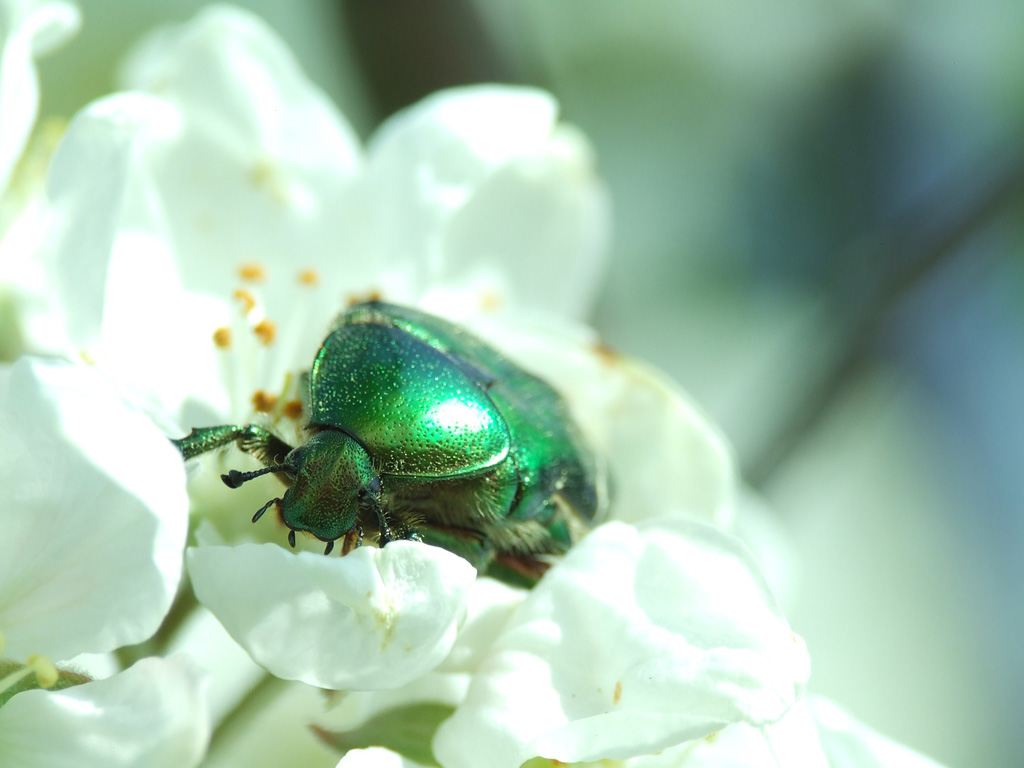 il mostriciattolo metallizzato e cromato!