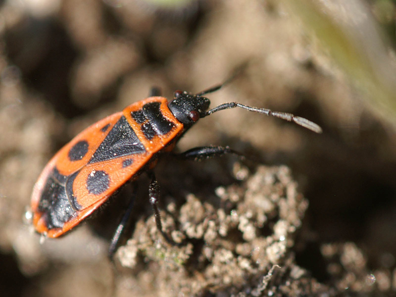 diavoletto non stava fermo un secondo