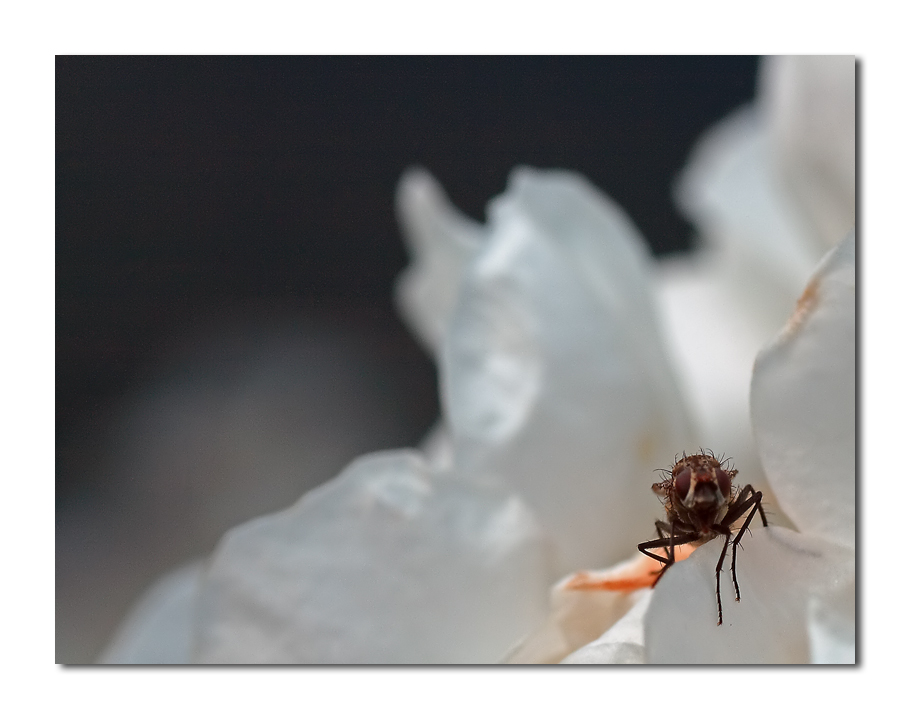 ahooo .... mi hai chiamato???