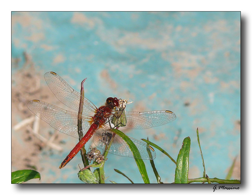 red dragonfly