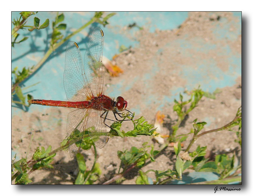 red dragonfly 5
