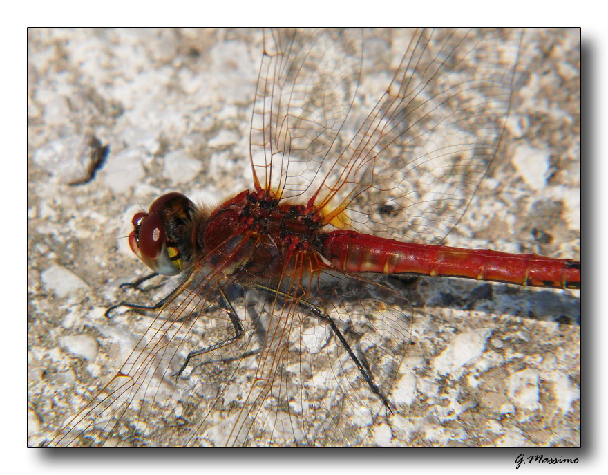 red dragonfly 7